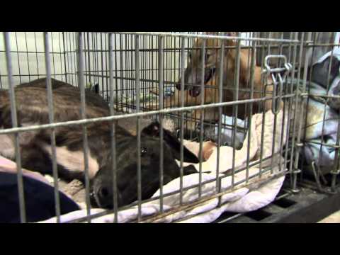 ONE Short: Greyhound Rescue
